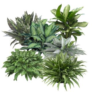Assortment of Aglaonema indoor tropical plants