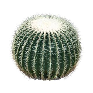 Barrel Cactus Indoor Plant