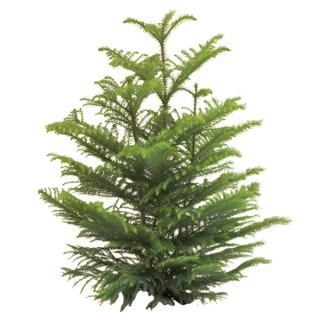 Norfolk Island Pine 'Araucaria heterophylla'